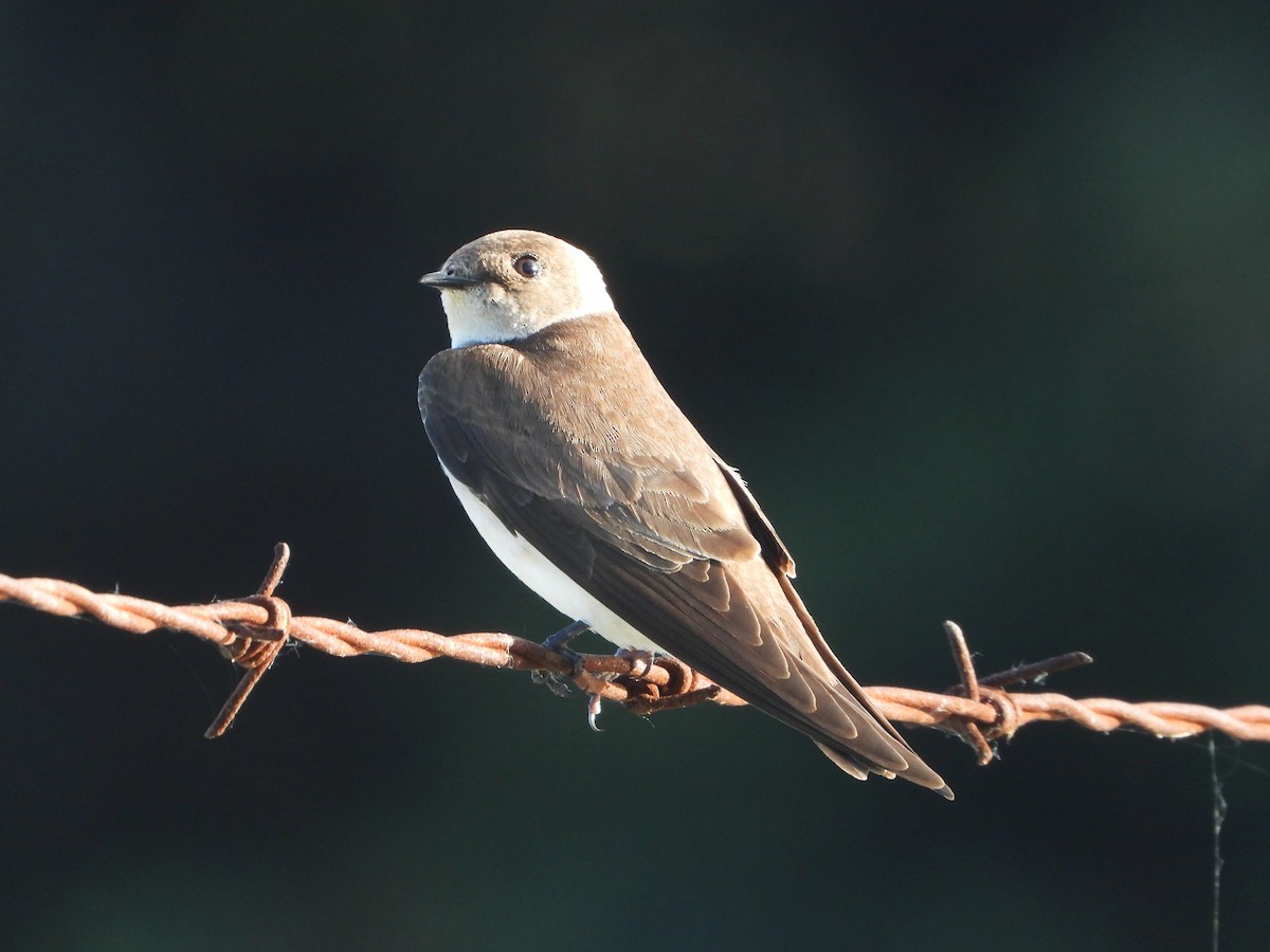 Northern Rough-winged Swallow - Chris Ortega