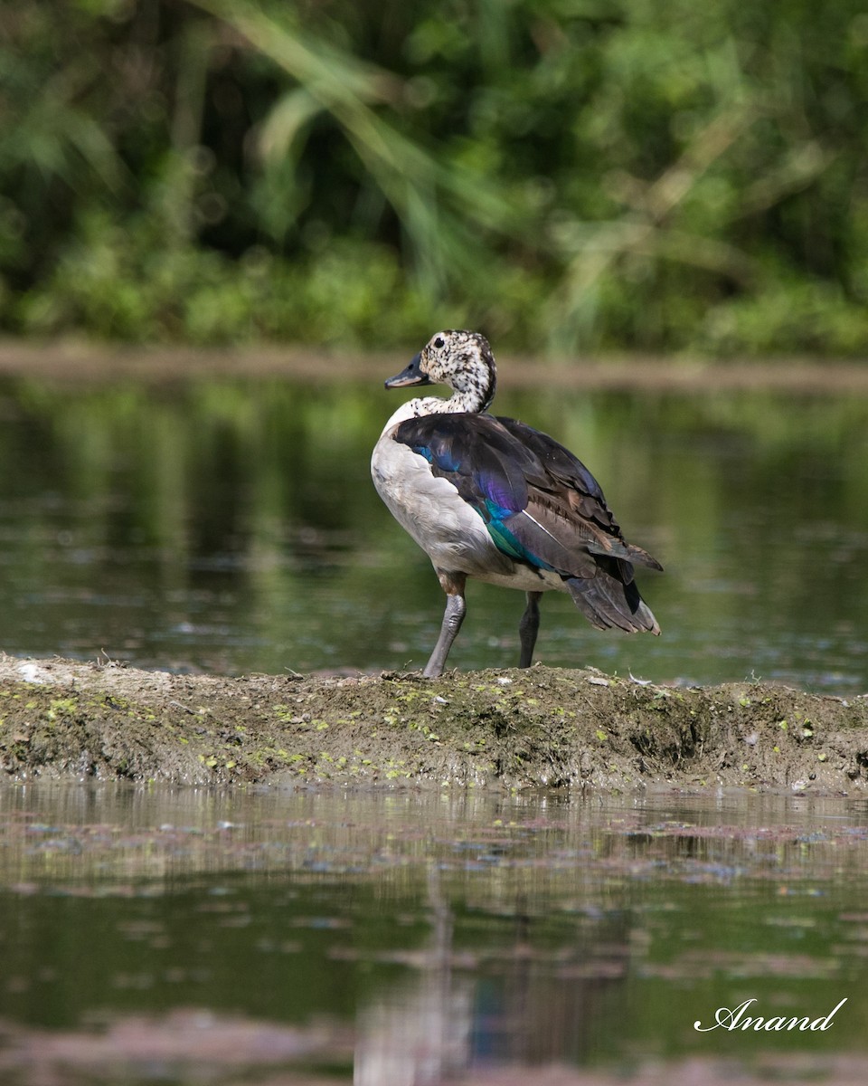 Knob-billed Duck - ML616859810