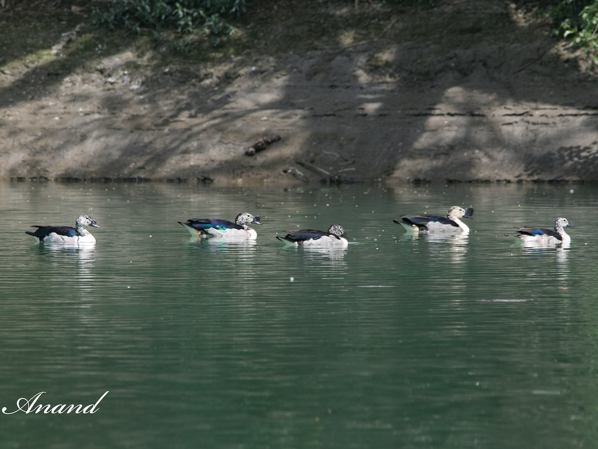 Knob-billed Duck - ML616859819