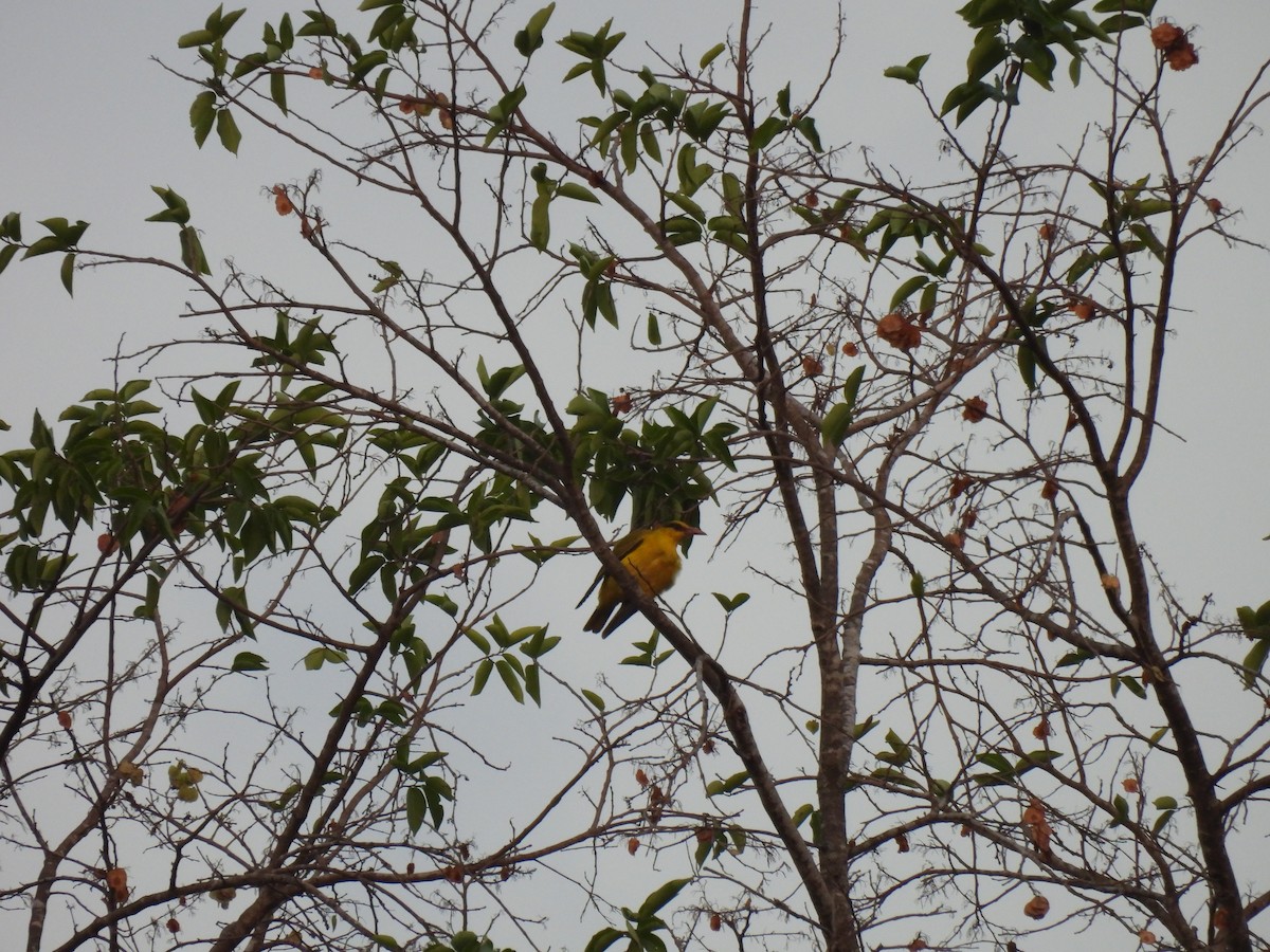 Black-naped Oriole - ML616859831