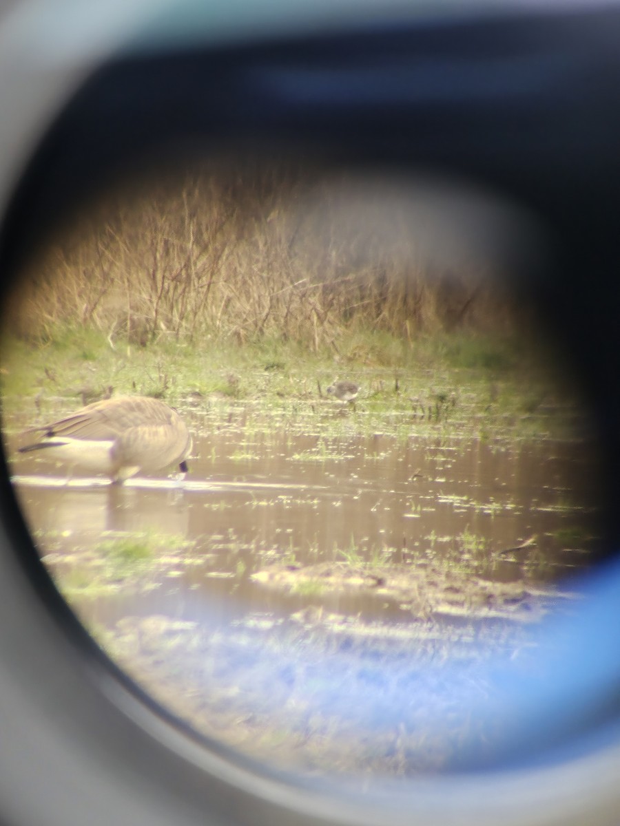 Solitary Sandpiper - ML616859834