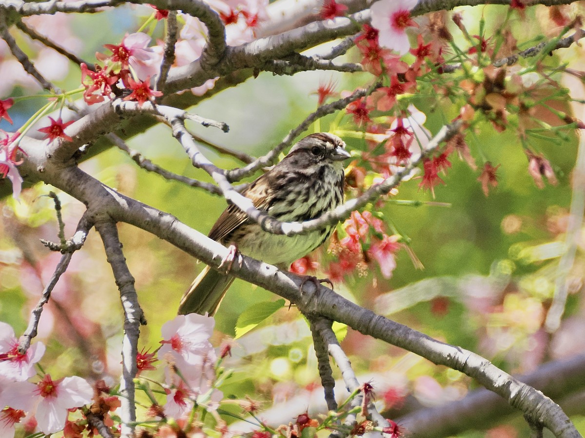 Song Sparrow - ML616859846