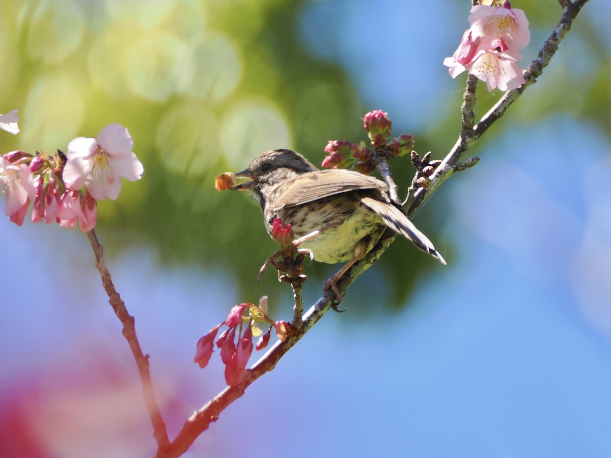 Song Sparrow - ML616859848