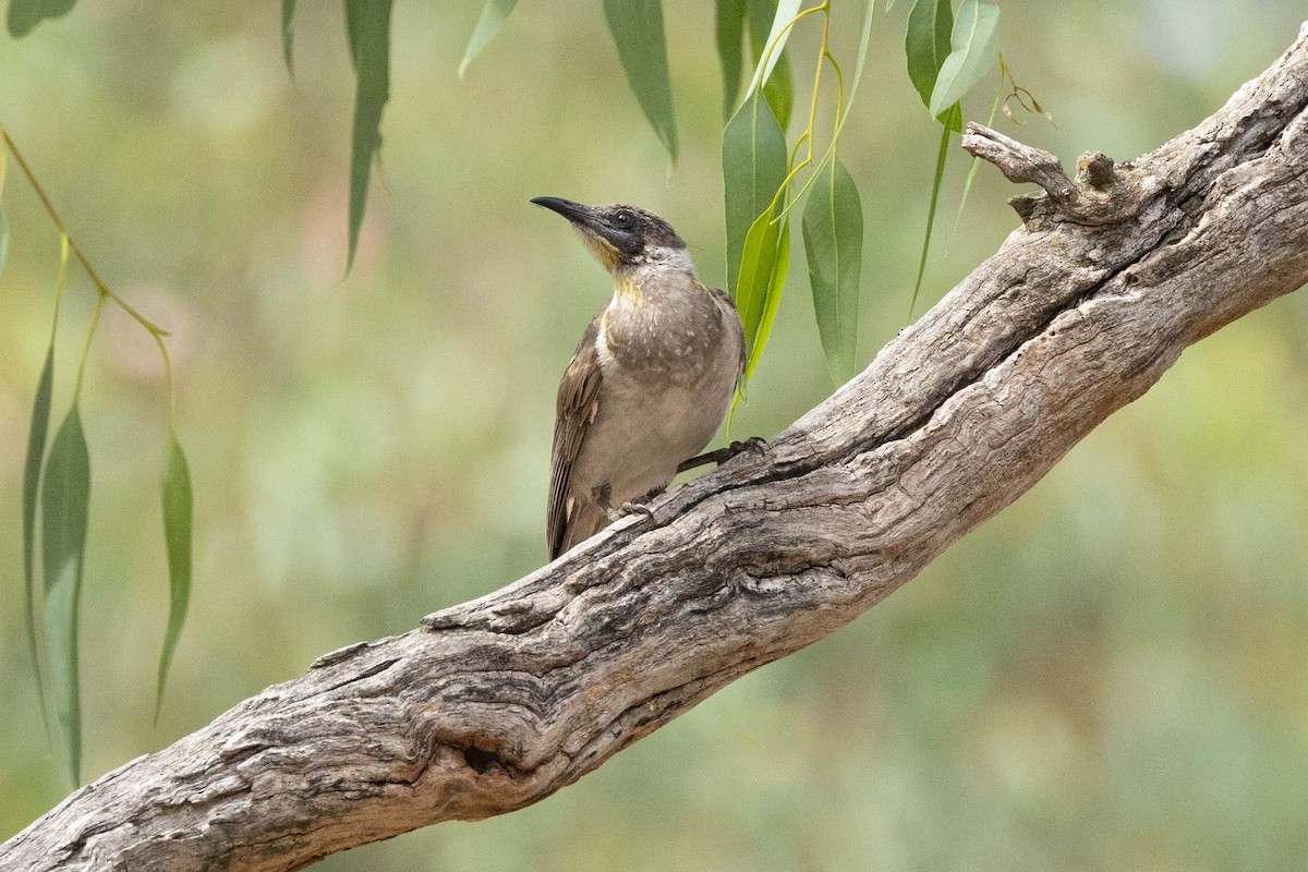 Little Friarbird - ML616859849