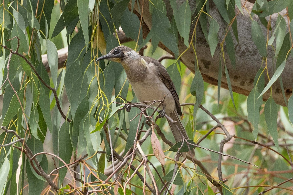 Little Friarbird - ML616859850