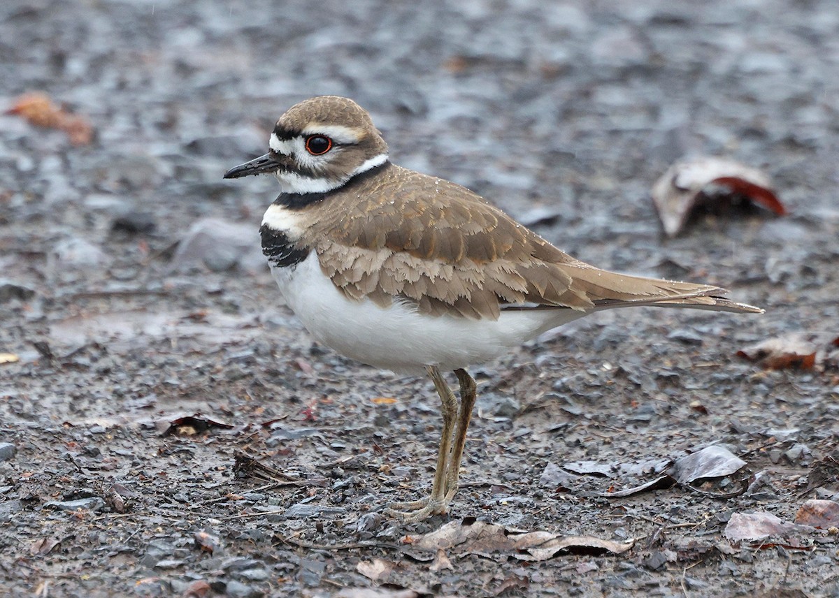 Killdeer - ML616859854