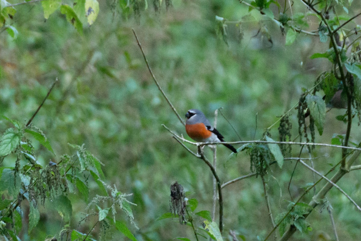 Gray-headed Bullfinch - Tarun Menon