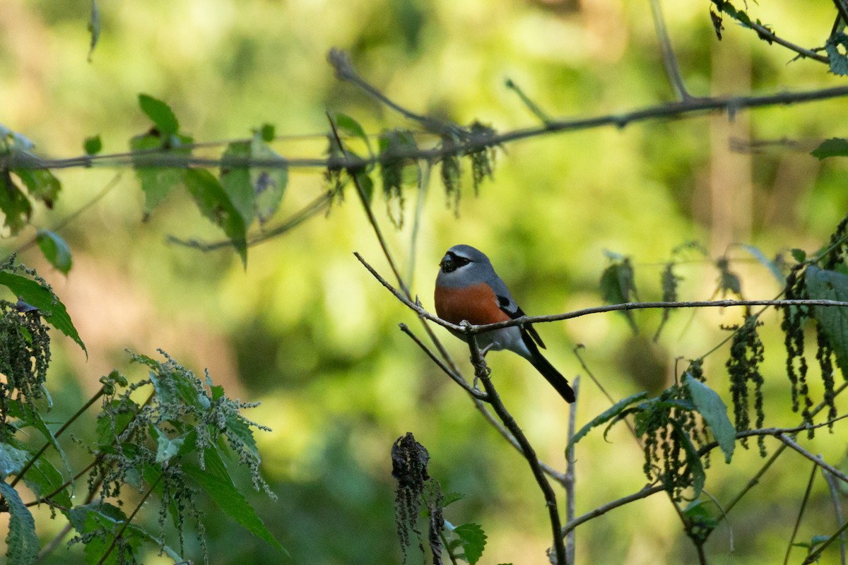 Gray-headed Bullfinch - Tarun Menon