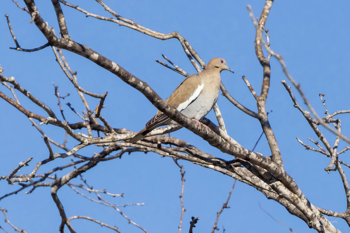 White-winged Dove - ML616859895