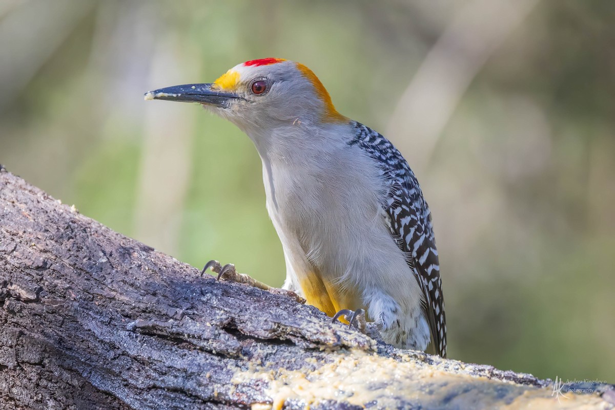 Golden-fronted Woodpecker - ML616859909