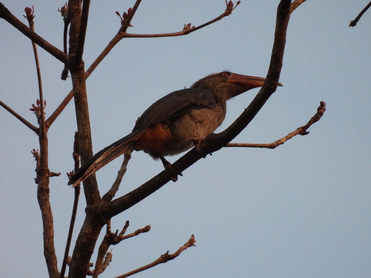 Malabar Gray Hornbill - ML616859914