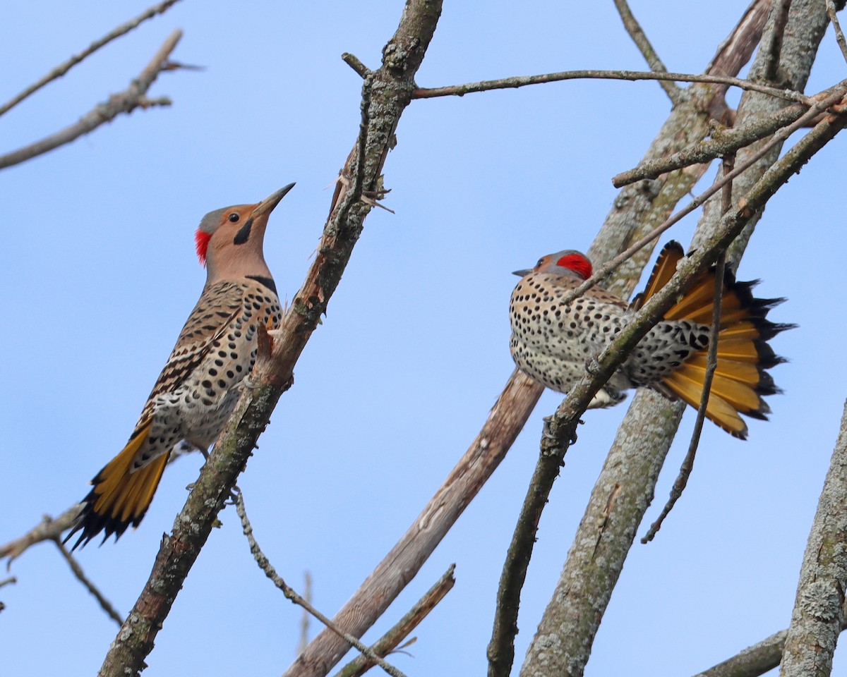 Northern Flicker (Yellow-shafted) - ML616860023