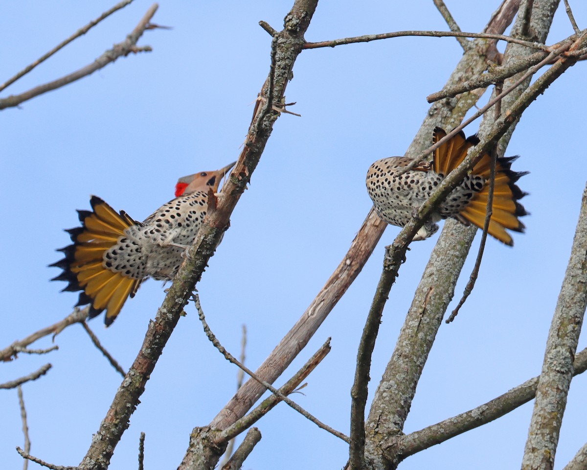 Northern Flicker (Yellow-shafted) - ML616860041