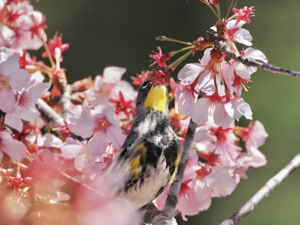 Yellow-rumped Warbler - ML616860060