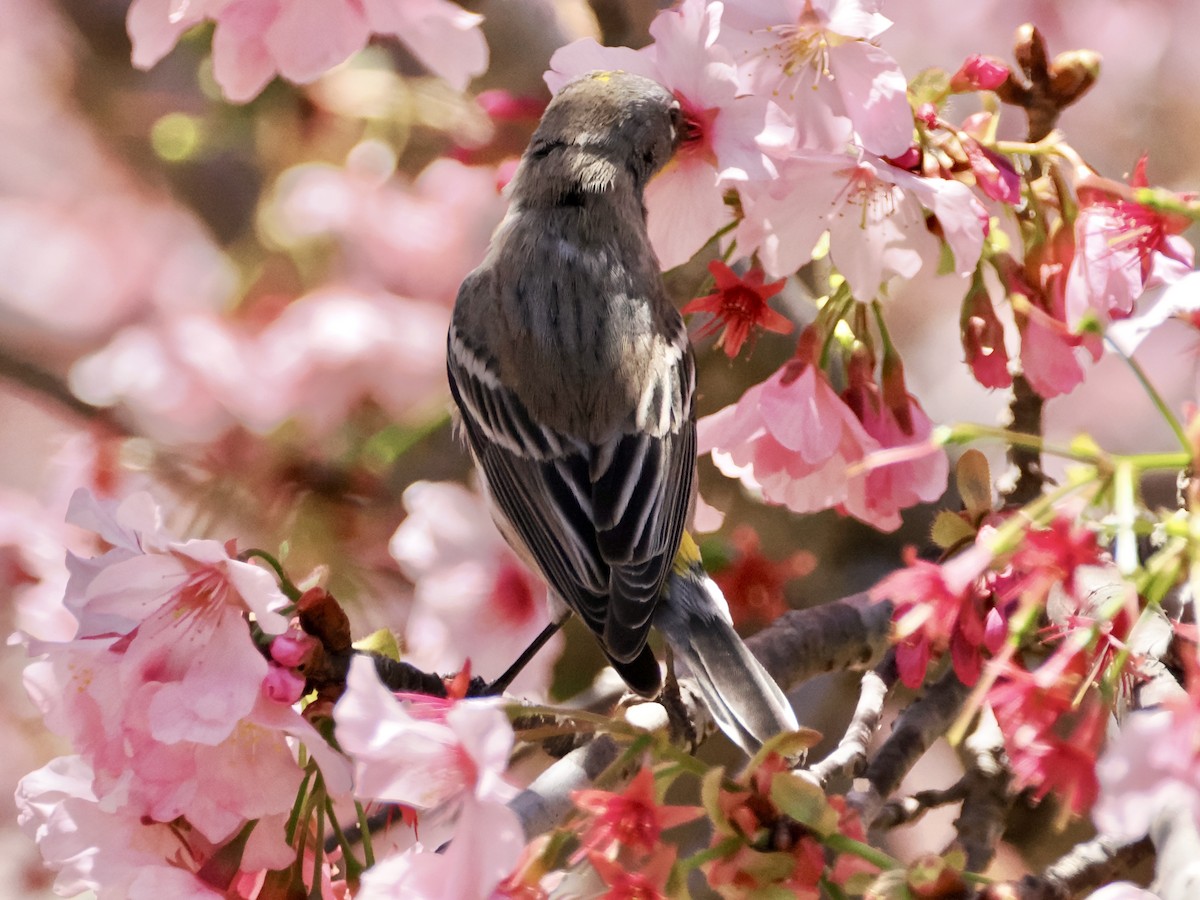 Yellow-rumped Warbler - ML616860067