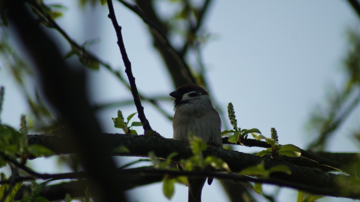 Eurasian Tree Sparrow - ML616860138