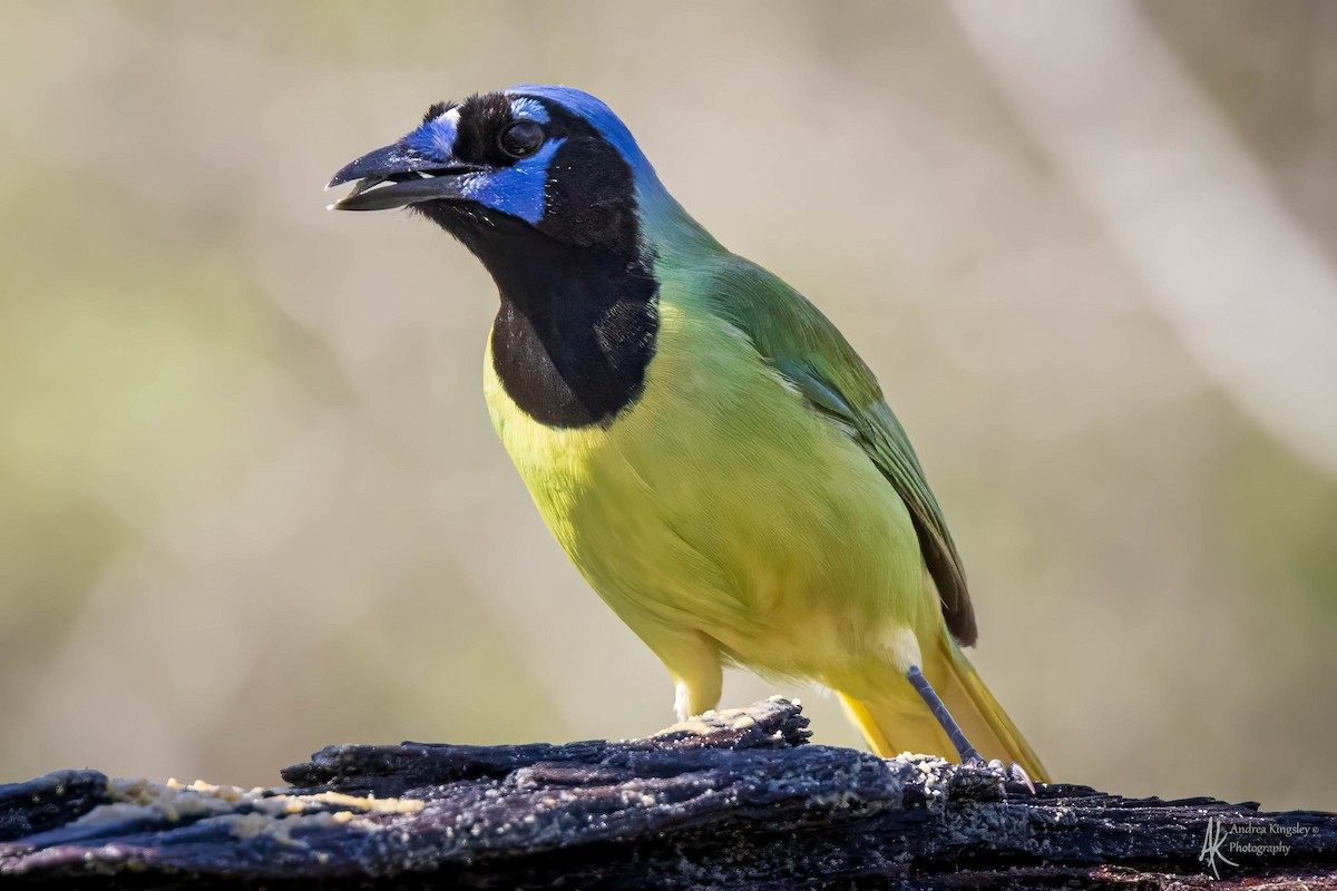 Green Jay - ML616860139