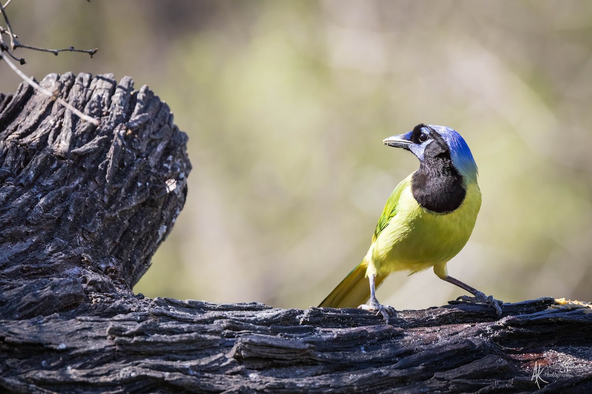 Green Jay - ML616860140