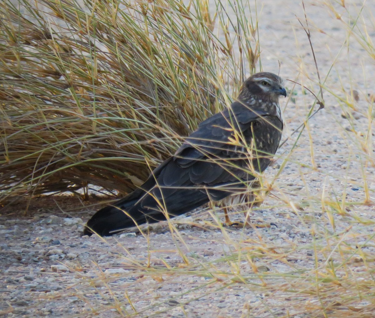 Montagu's Harrier - ML616860218