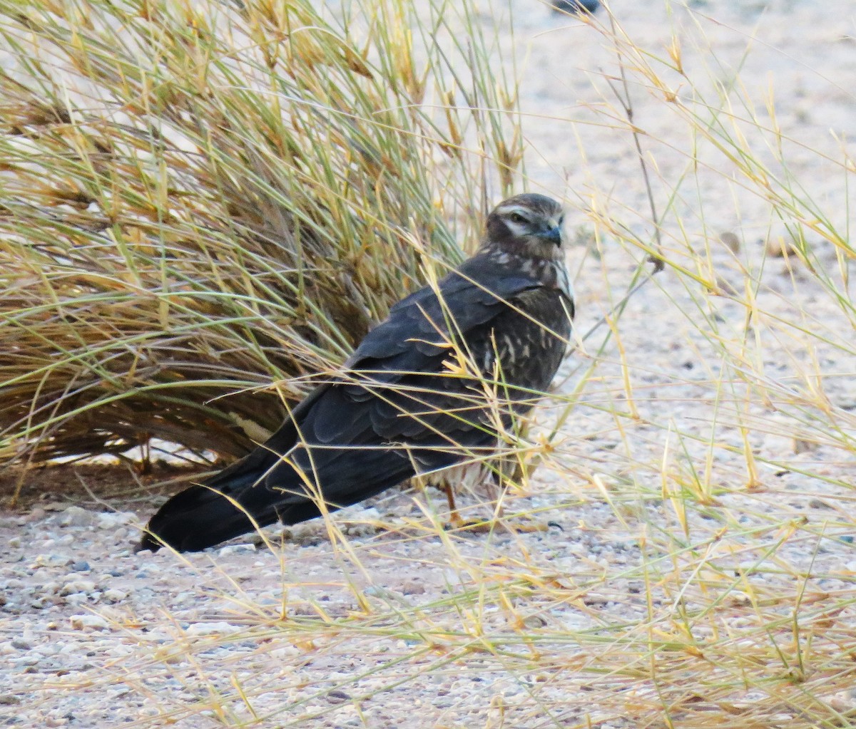 Montagu's Harrier - ML616860219