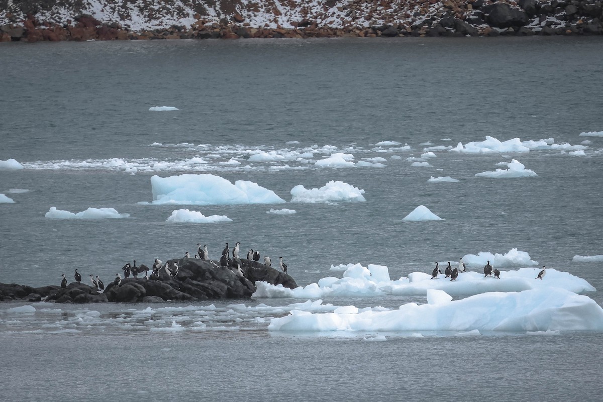 Cormoran antarctique - ML616860288