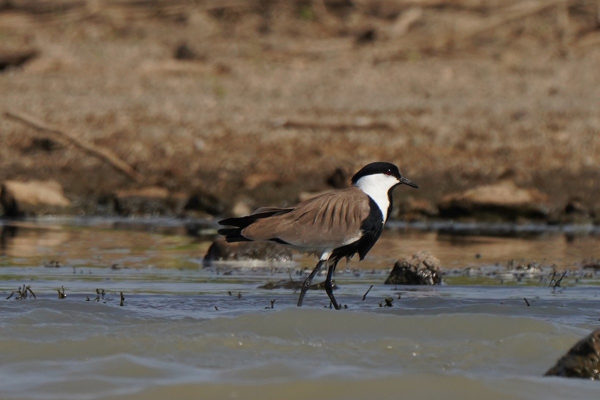 Spur-winged Lapwing - ML616860306
