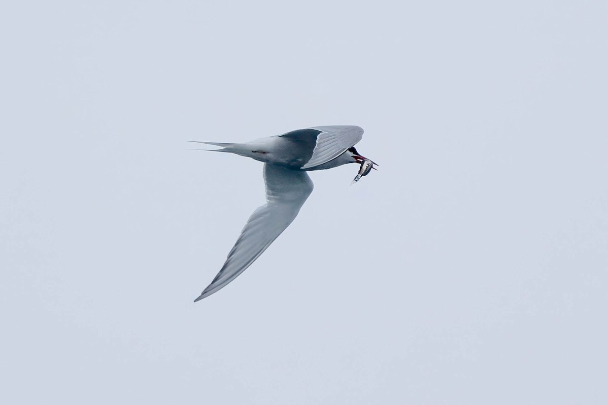 Antarctic Tern - ML616860307