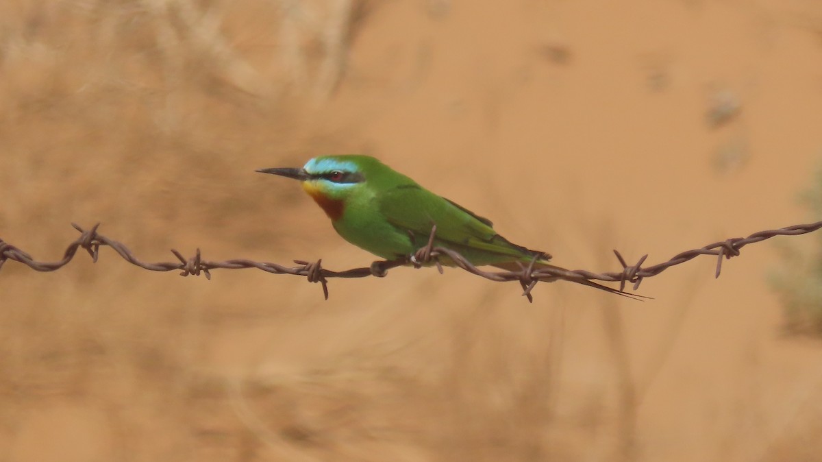 Blue-cheeked Bee-eater - Oli Bailey