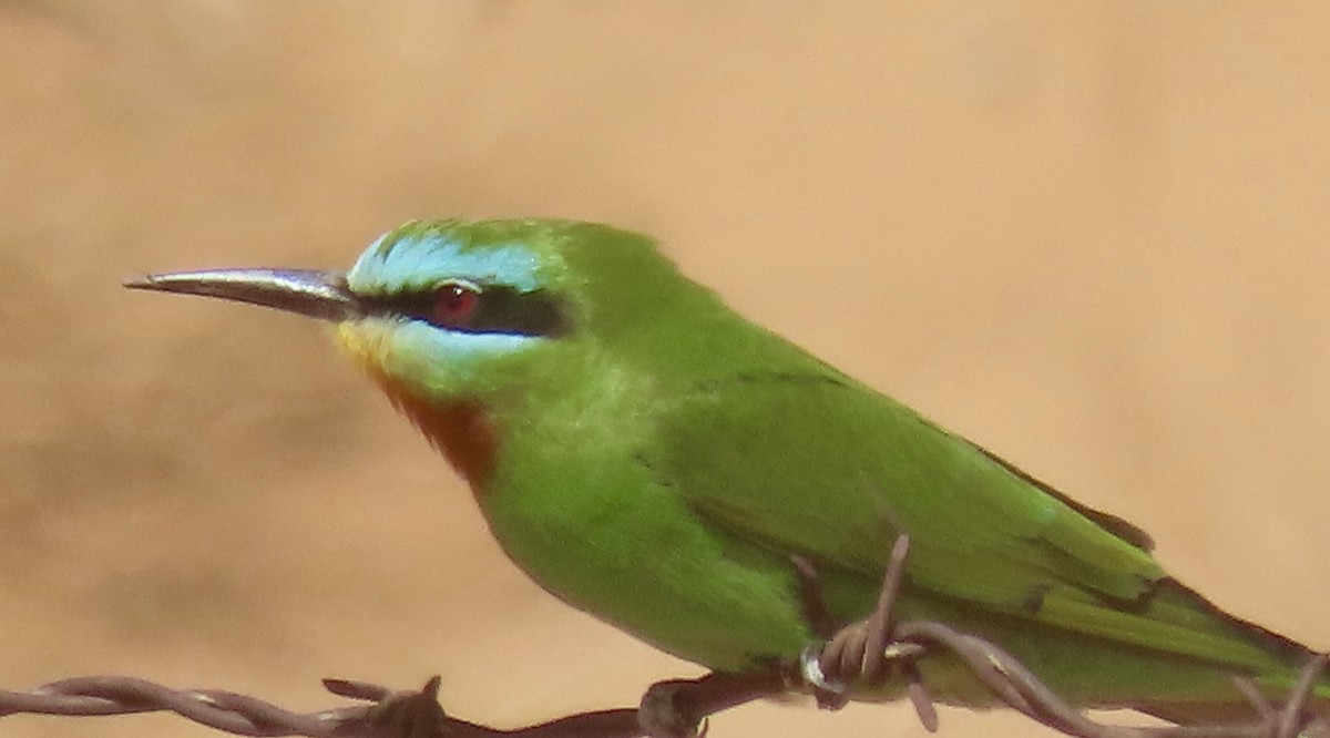 Blue-cheeked Bee-eater - Oli Bailey