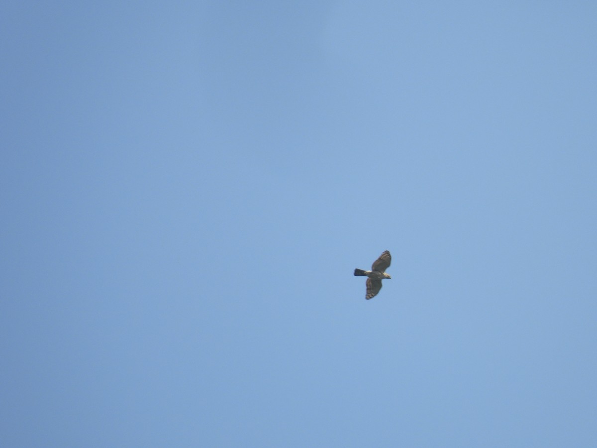 Azor/Gavilán sp.  (Accipiter sp.) - ML616860348