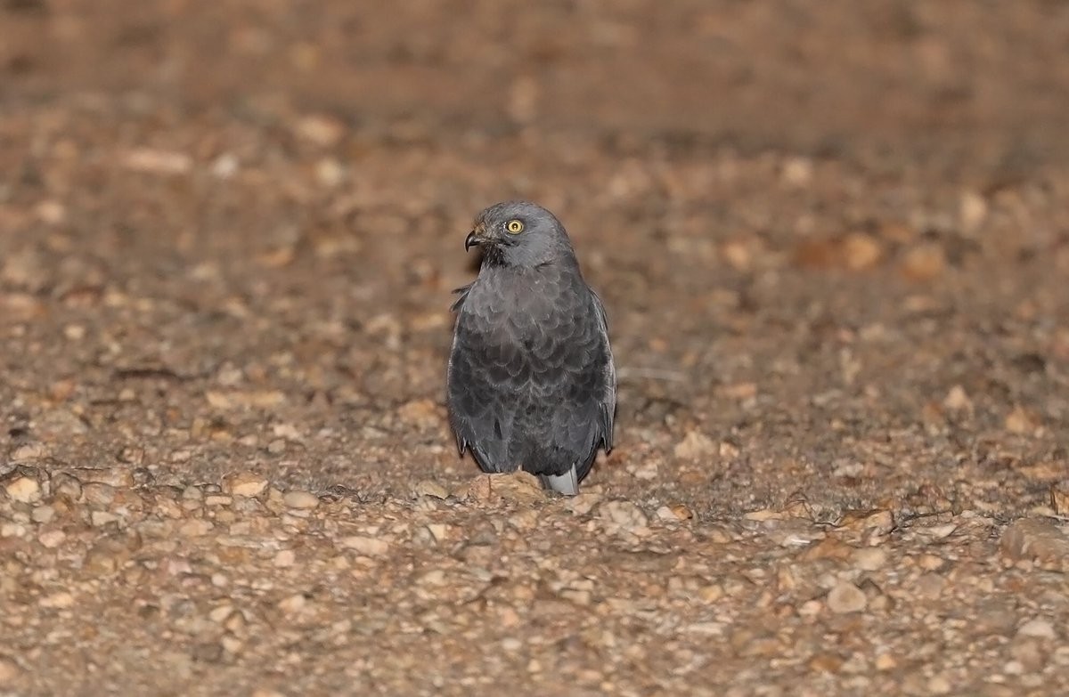 Montagu's Harrier - ML616860374