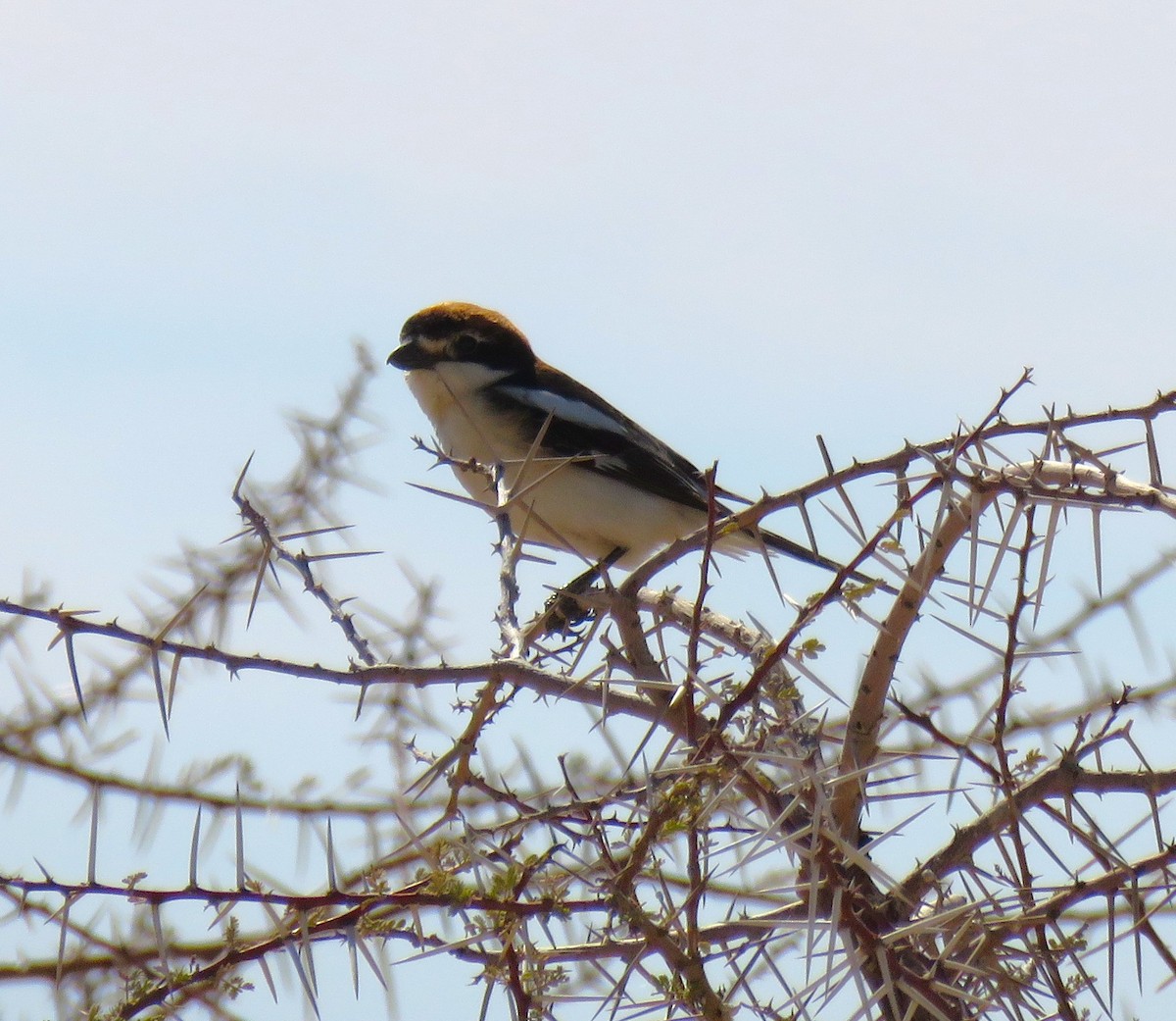 Woodchat Shrike - ML616860387