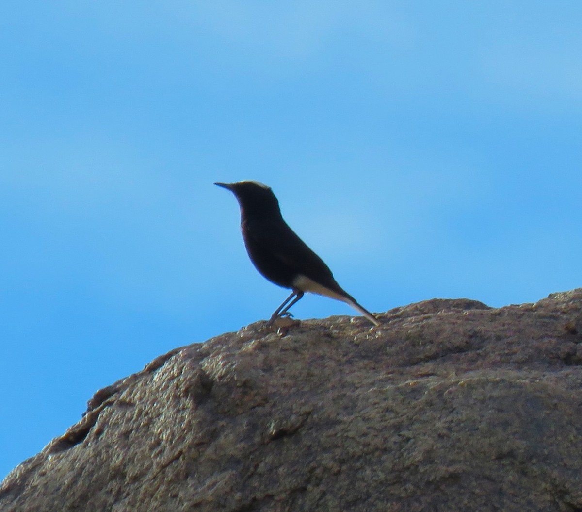 White-crowned Wheatear - sean clancy