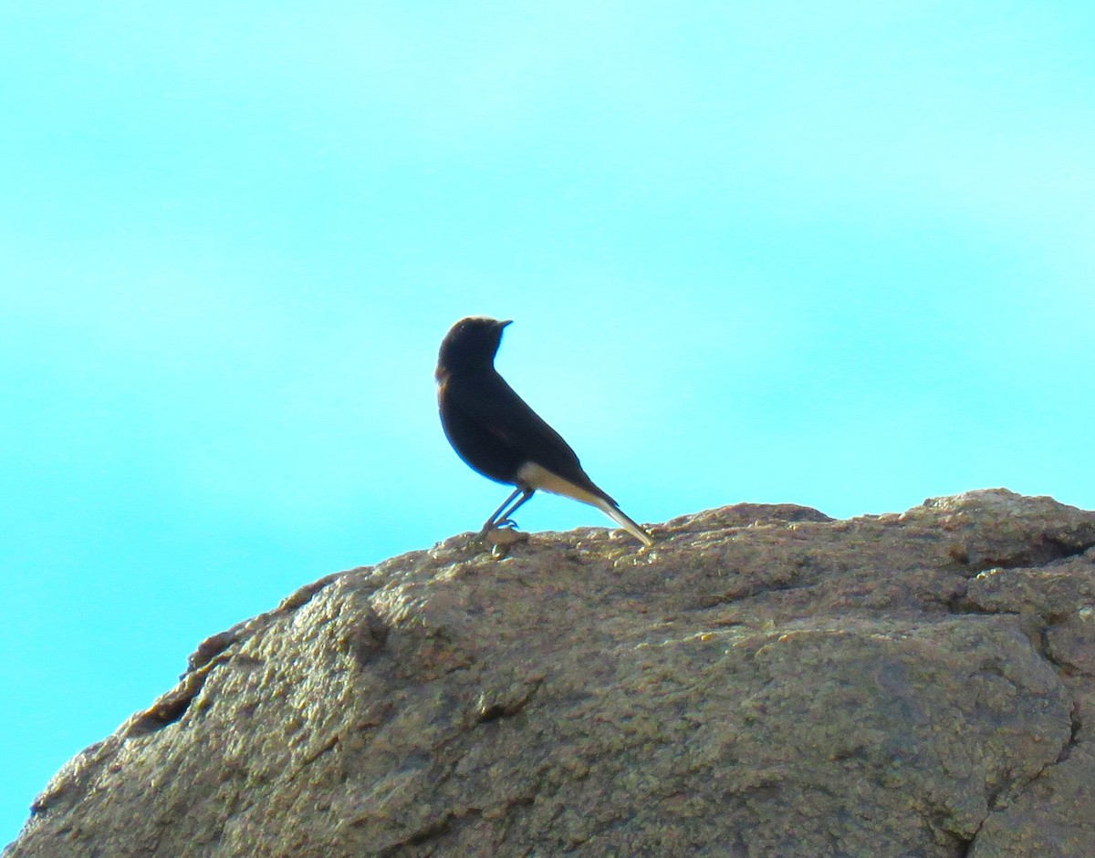 White-crowned Wheatear - ML616860402