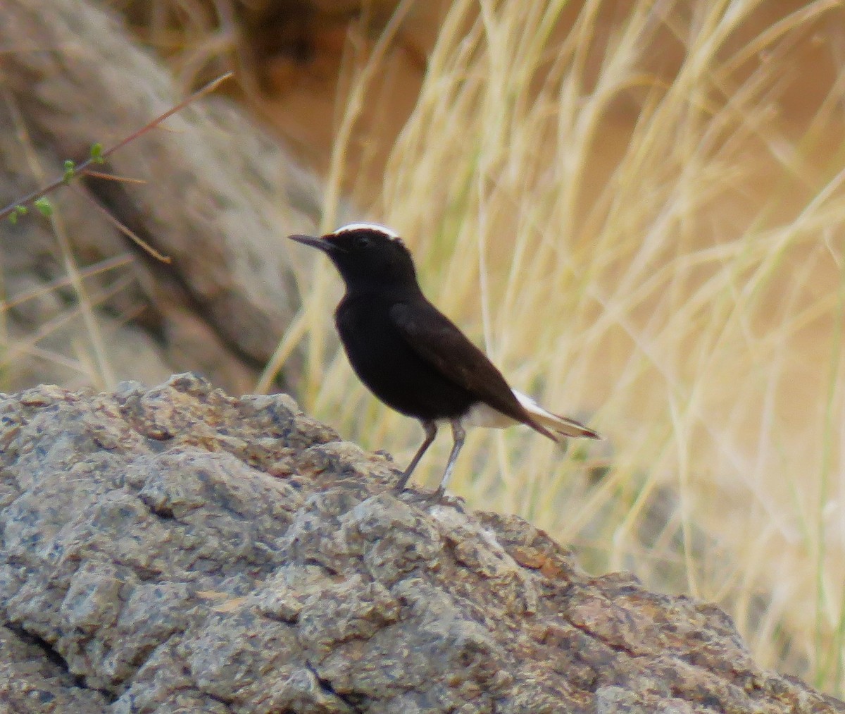 White-crowned Wheatear - sean clancy