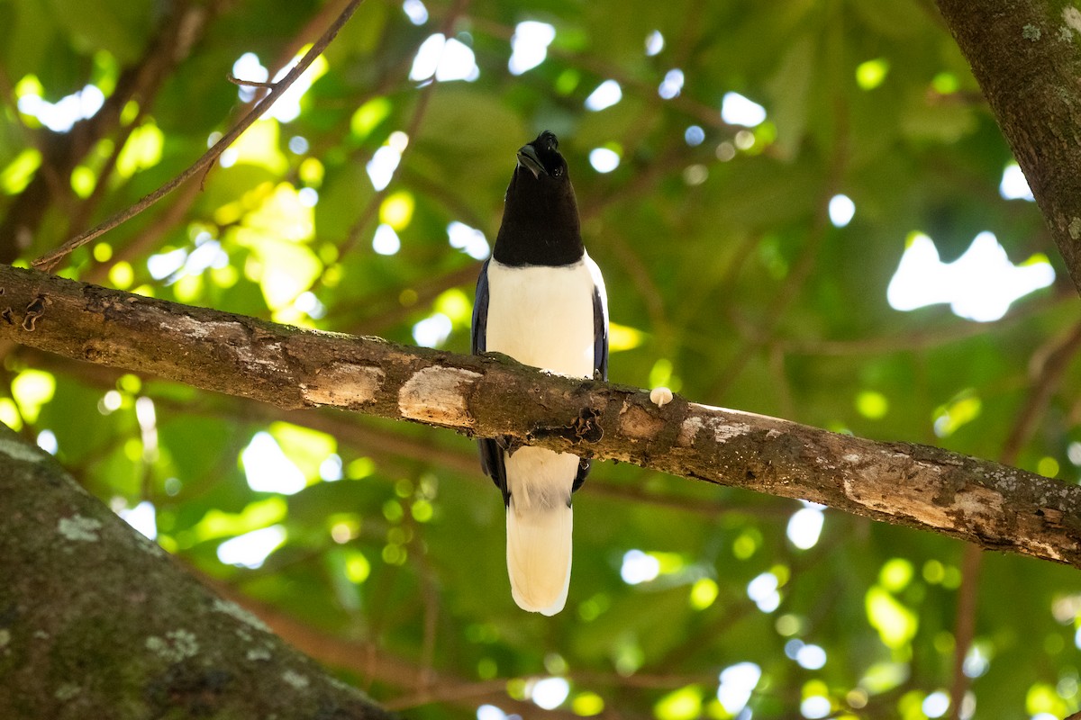 Curl-crested Jay - ML616860486