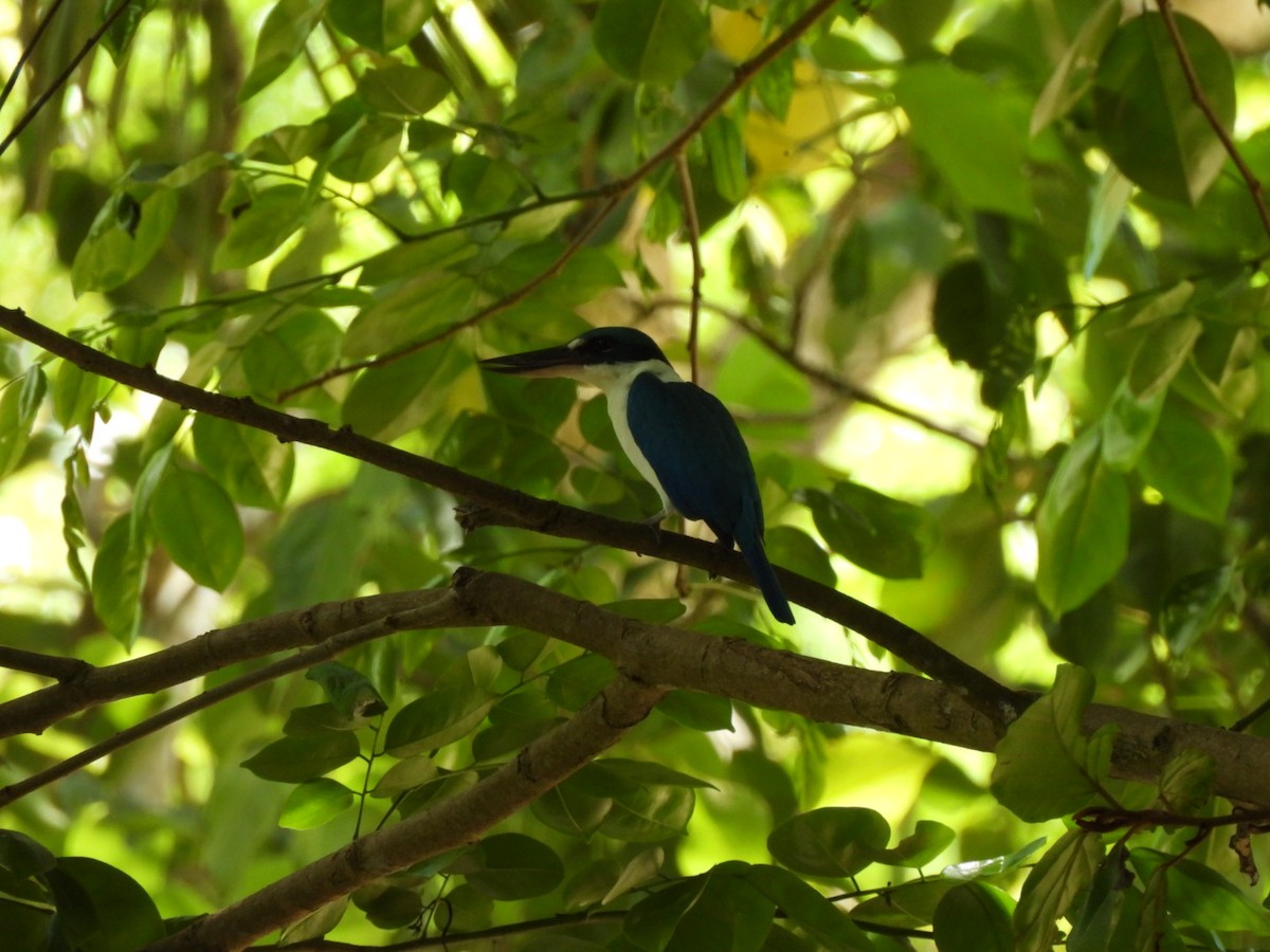 Collared Kingfisher - ML616860520