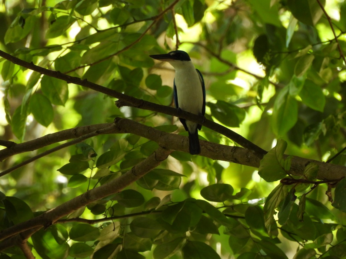 Collared Kingfisher - ML616860521