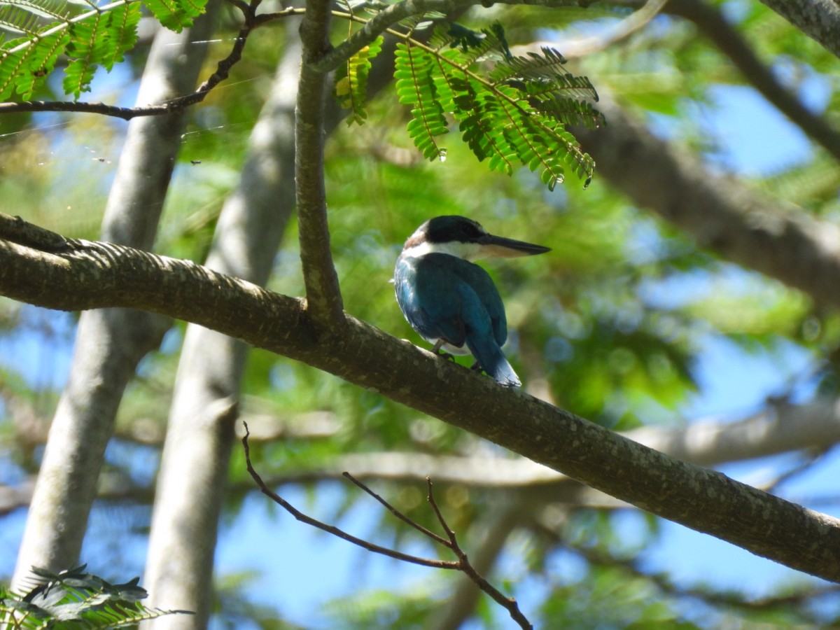 Collared Kingfisher - ML616860522