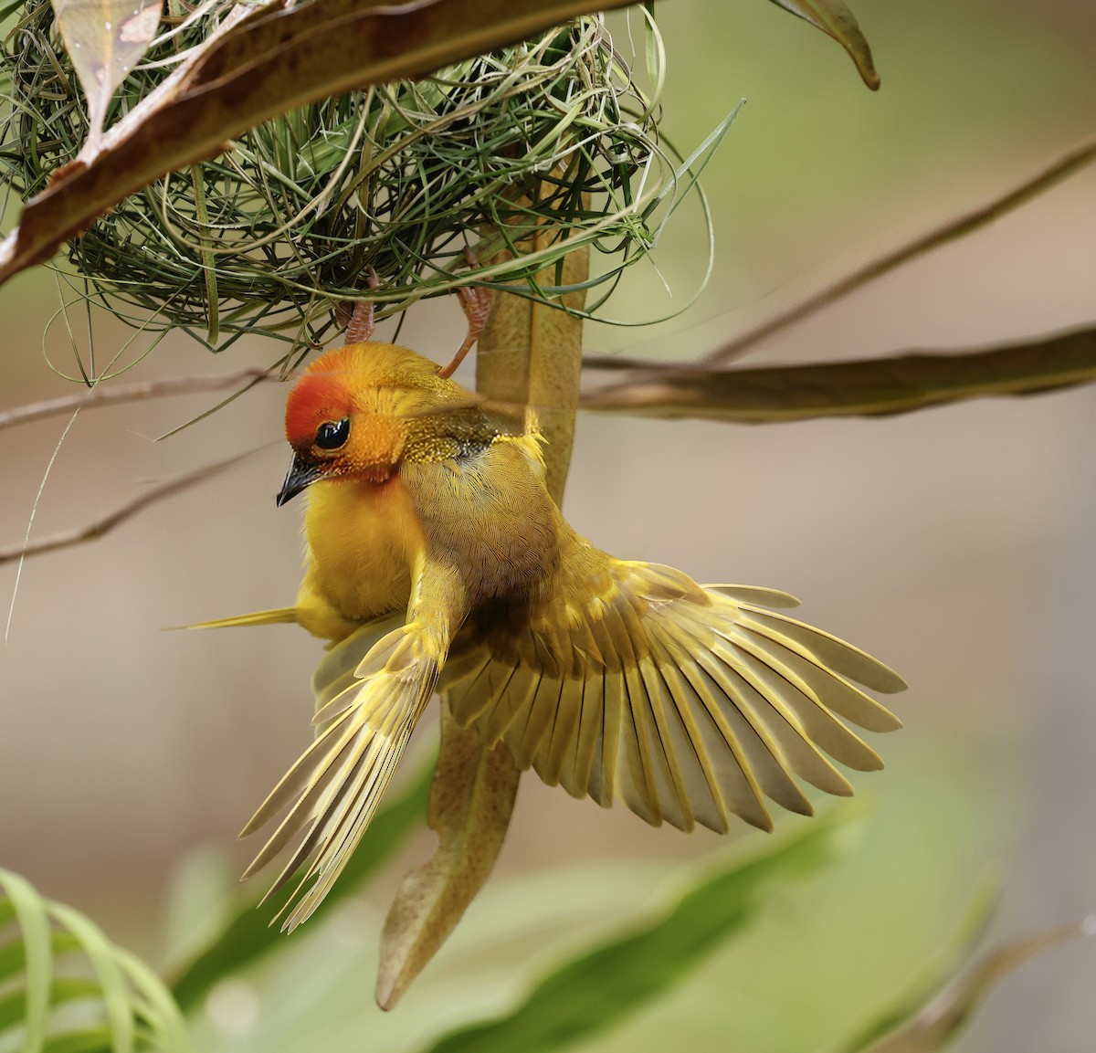 Golden Palm Weaver - ML616860533