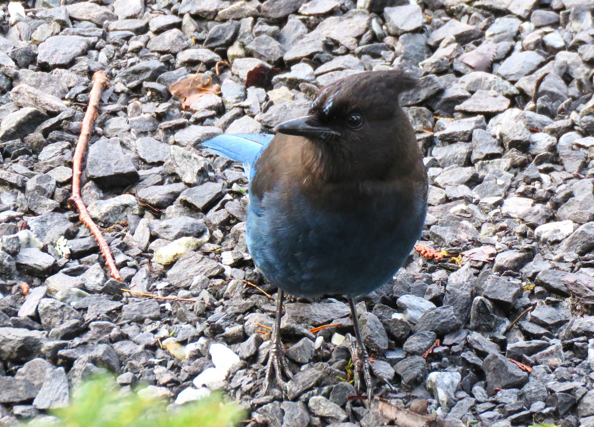 Steller's Jay - Teresa Weismiller