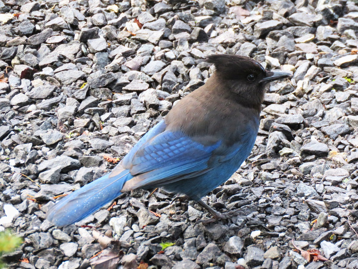 Steller's Jay - ML616860537