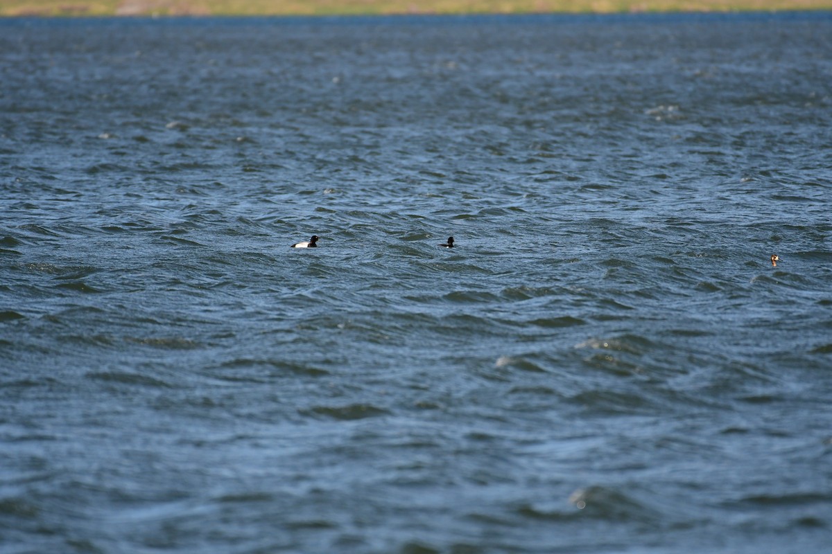 Greater Scaup - ML616860538