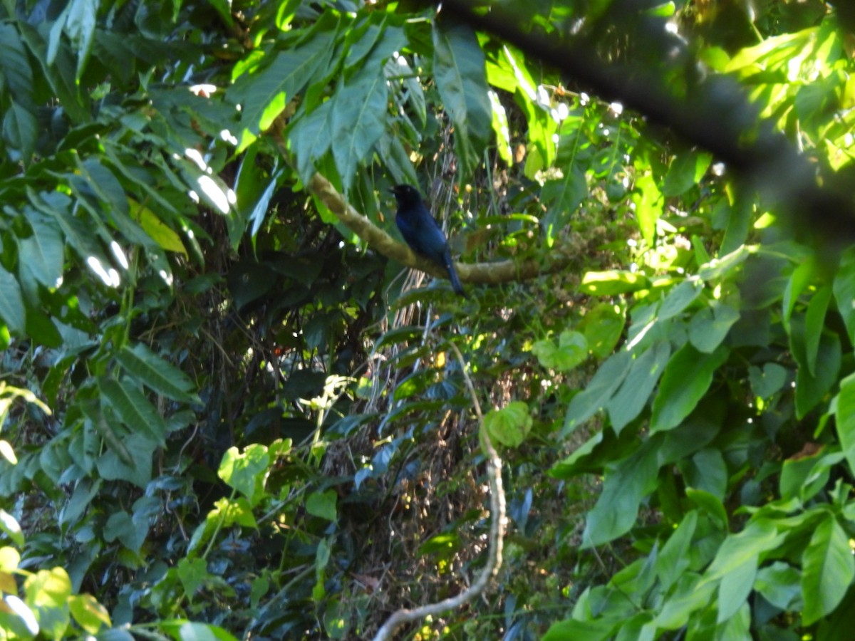 Drongo Balicassio - ML616860540