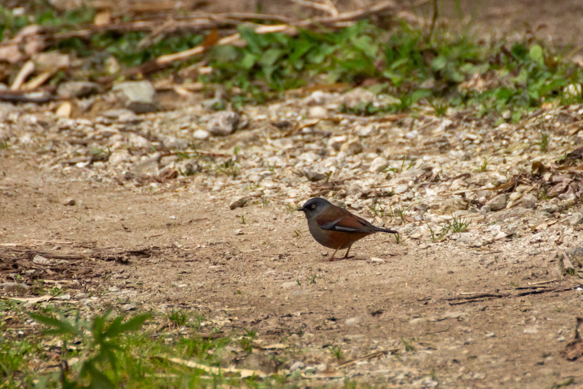 Maroon-backed Accentor - ML616860541