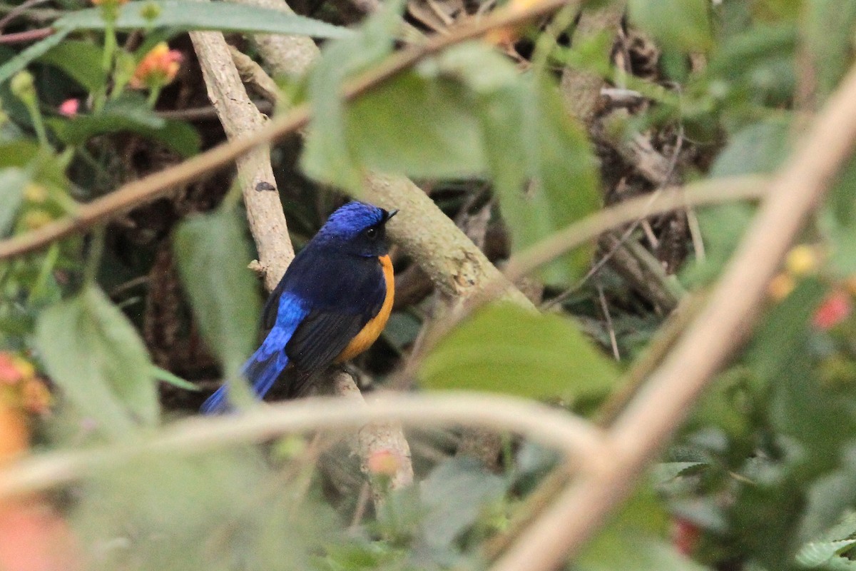 Rufous-bellied Niltava - Marc Gálvez