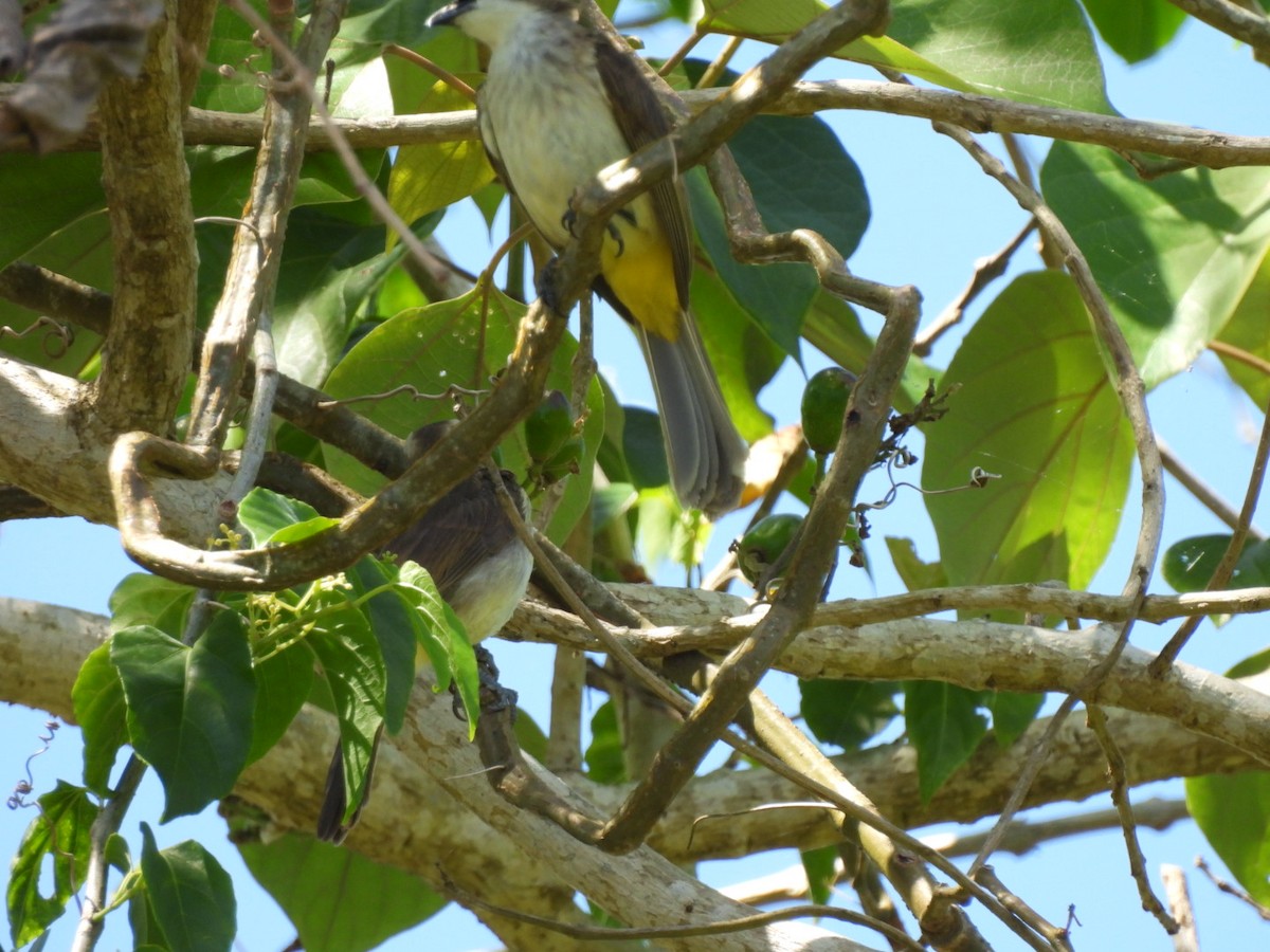 Yellow-vented Bulbul - ML616860557