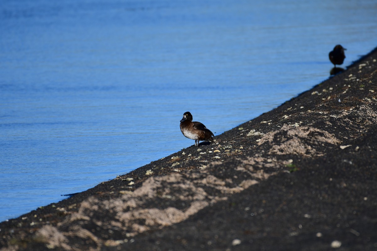 Greater Scaup - ML616860564