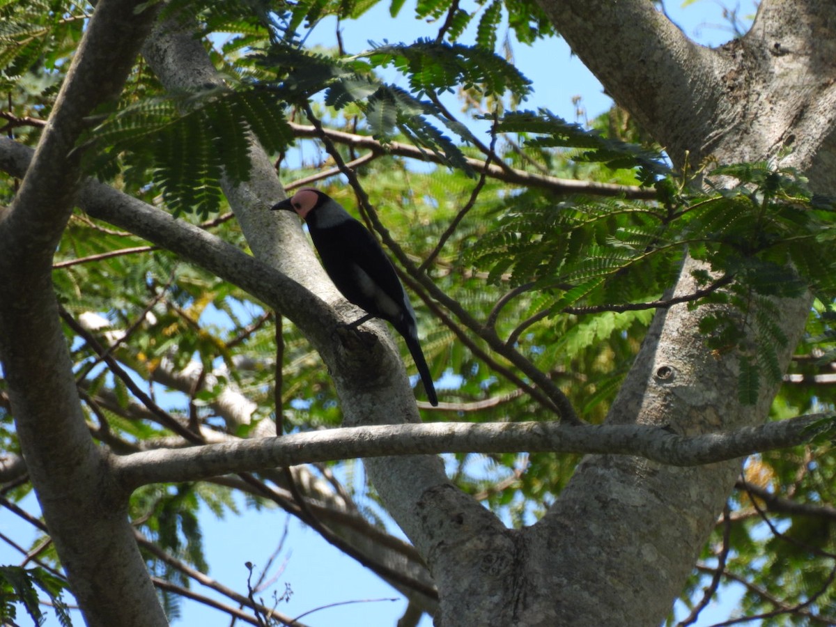 Miná Coleto - ML616860571