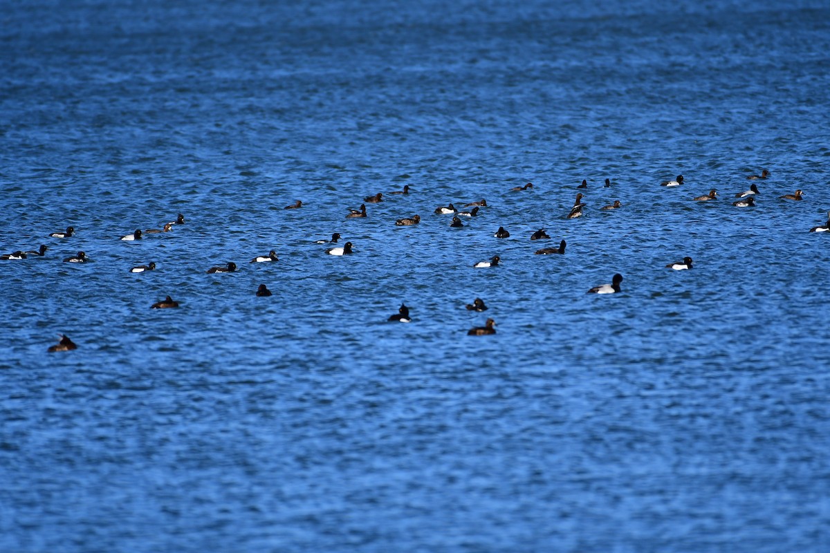 Greater Scaup - ML616860612